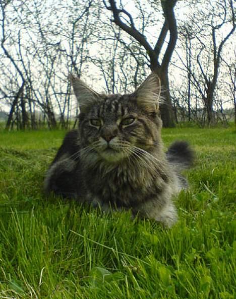 Maine Coon Ankicoon´s Shanti billede 14