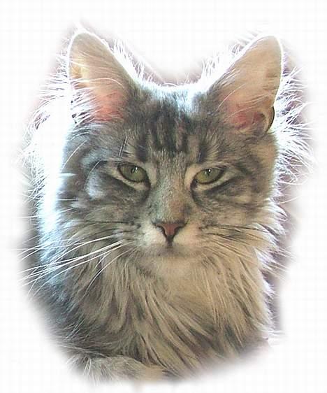 Maine Coon Athenais d'Arcadia billede 1