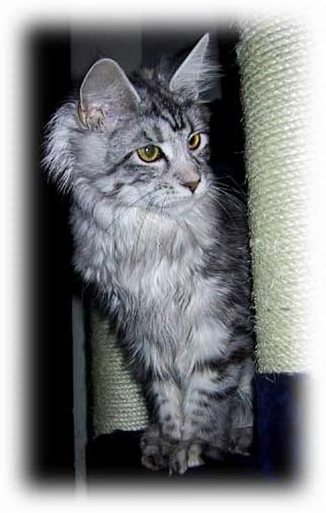 Maine Coon Athenais d'Arcadia billede 2