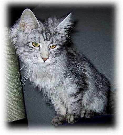 Maine Coon Athenais d'Arcadia billede 3