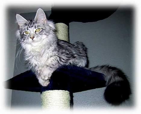 Maine Coon Athenais d'Arcadia billede 4