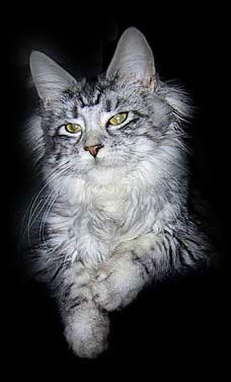 Maine Coon Athenais d'Arcadia billede 5