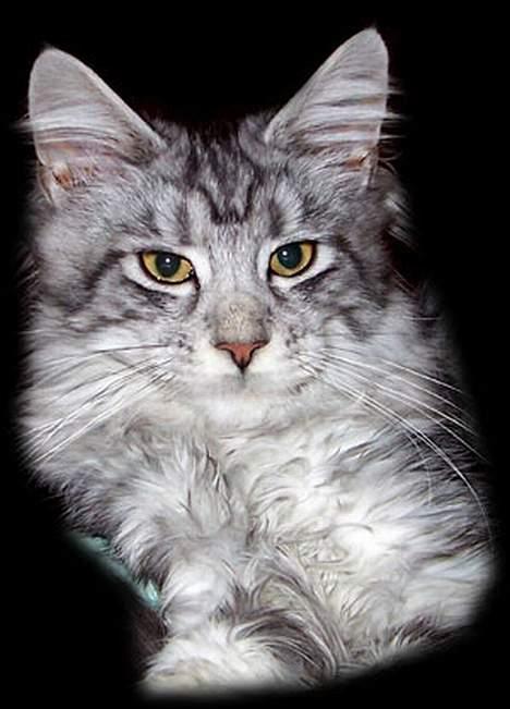 Maine Coon Athenais d'Arcadia billede 6