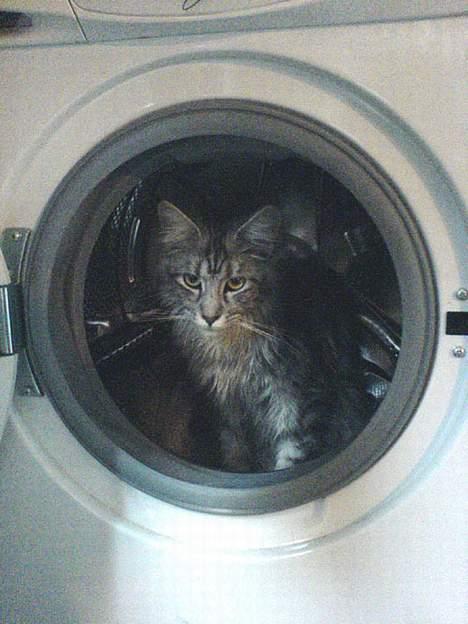 Maine Coon Athenais d'Arcadia billede 7