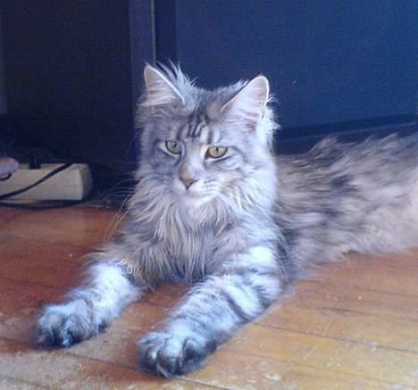 Maine Coon Athenais d'Arcadia billede 8