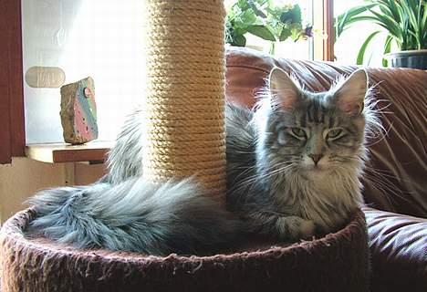 Maine Coon Athenais d'Arcadia billede 9