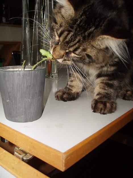 Maine Coon Havana - Så nu spiser jeg også det sidste blad. Nu bliver mor nok sur.  billede 7