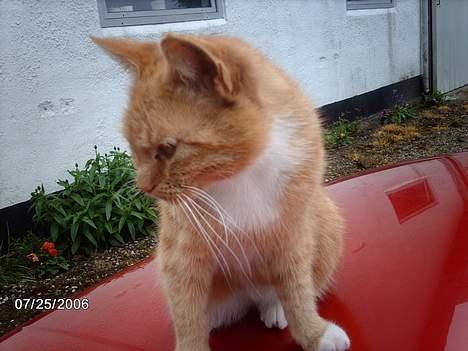 Huskat Tjalfe - ey ! du kan da ikke mene jeg skal blive blind af den blitz?! kan det ikke være et sidebillede ? billede 7