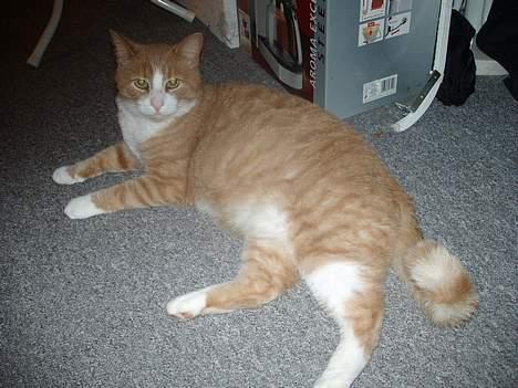 Blanding af racer Tykke billede 6