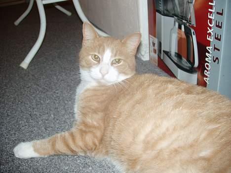 Blanding af racer Tykke billede 7