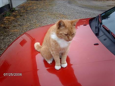 Huskat Tjalfe - ej den kat som kigger op på mig er ikke så smuk som mig=) billede 9