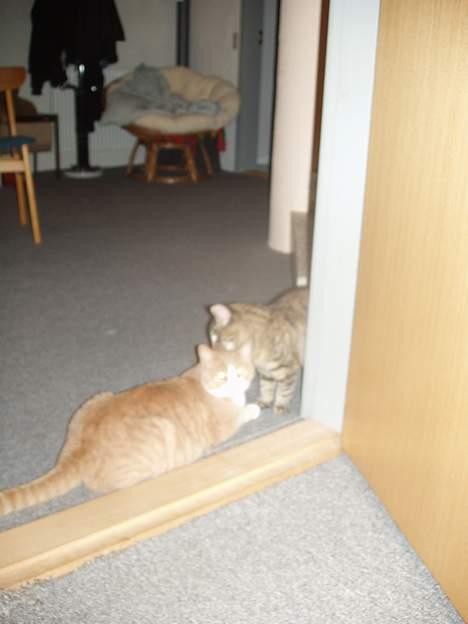 Blanding af racer Tykke billede 8