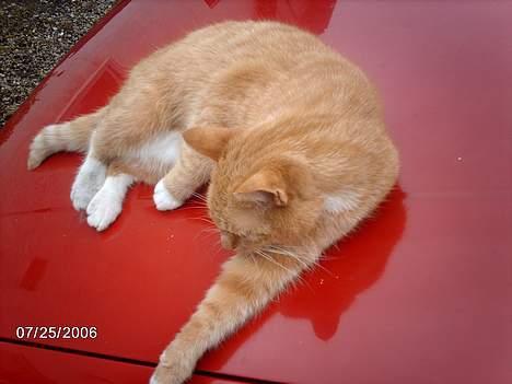 Huskat Tjalfe - oog.. der drattede hun så ned ! billede 10