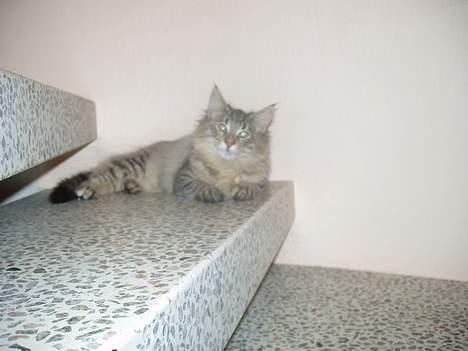 Norsk Skovkat Aimee billede 16