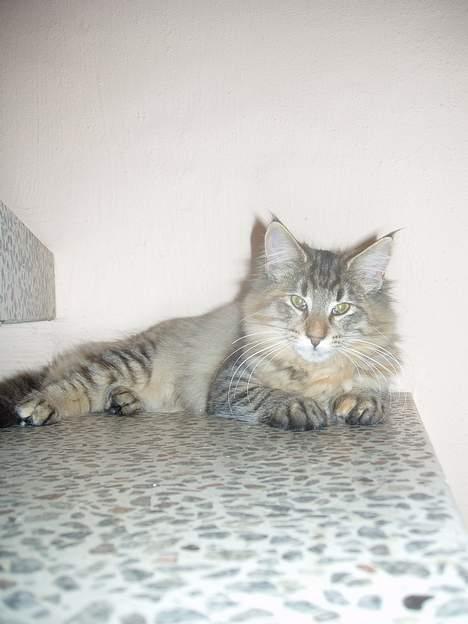 Norsk Skovkat Aimee billede 17