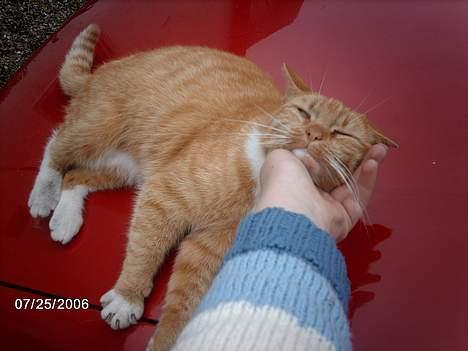 Huskat Tjalfe - bruuumme.. jeg er kælen så jeg snart falder i søøvn.. billede 12