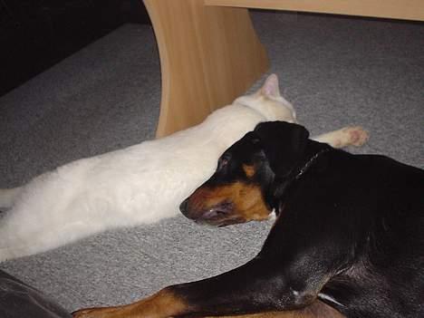 Huskat Punktum - Min bror og jeg slapper af ;O) billede 16