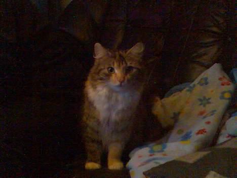 Norsk Skovkat Pjevs R.I.P.   billede 1