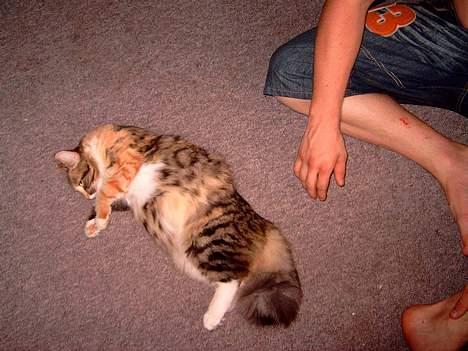 Norsk Skovkat Pjevs R.I.P.   billede 2