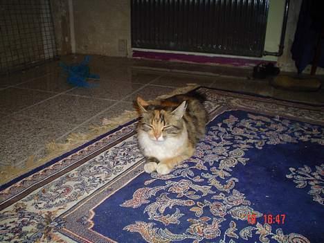 Norsk Skovkat Pjevs R.I.P.   billede 3