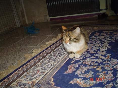 Norsk Skovkat Pjevs R.I.P.   billede 4