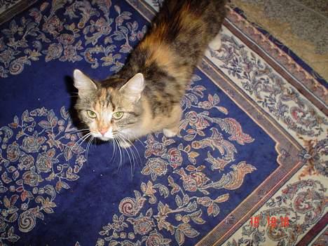 Norsk Skovkat Pjevs R.I.P.   billede 5