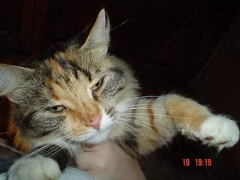 Norsk Skovkat Pjevs R.I.P.   billede 6