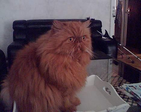 Perser Red tiger (Gizmo) billede 5