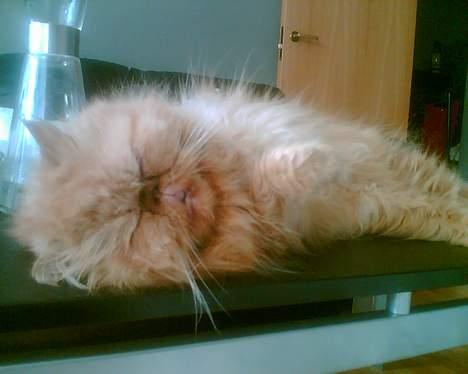 Perser Red tiger (Gizmo) billede 6