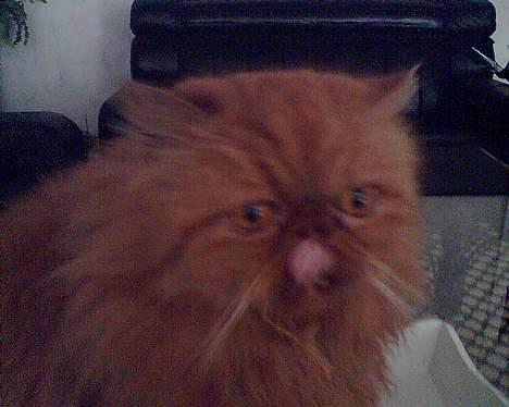 Perser Red tiger (Gizmo) billede 7