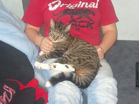 Huskat speedie - Her ligger min lille øjesten jo så oppe hos mig...  billede 9