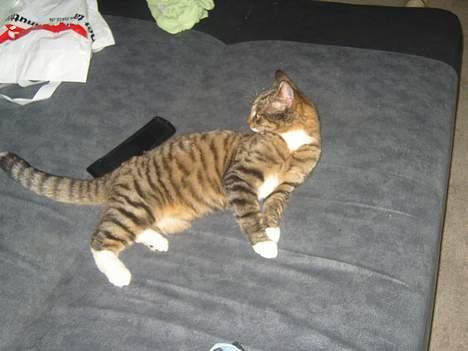 Huskat speedie - Her ligger skønheden jo så...  billede 10