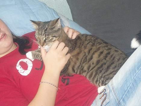 Huskat speedie - og så lige oppe på maven tilbringer han også noget tid... billede 11