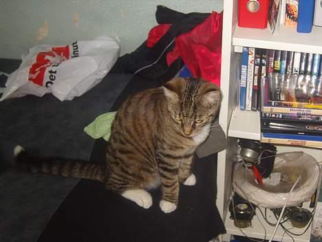 Huskat speedie - Han har noget med og sidde i sengen... billede 12