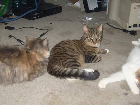 Huskat speedie - Slapper lige lidt af ved siden af hans mor.. billede 13