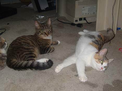 Huskat speedie - Nu ligger han ved siden af lille perle-mus billede 14