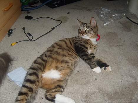 Huskat speedie - min lille mis billede 15