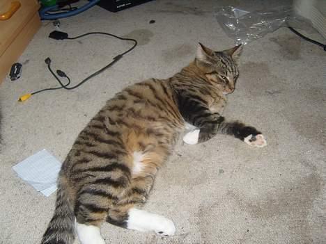 Huskat speedie - søvnige kat billede 16