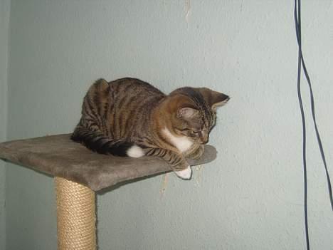 Huskat speedie - han ligger og følger en flue  billede 17