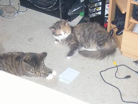 Norsk Skovkat Beuti - Beuti, og toppen af Speedies hoved billede 6