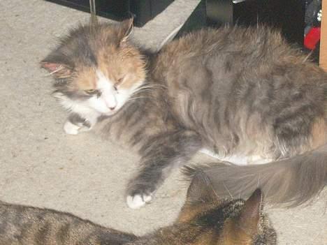 Norsk Skovkat Beuti - Beuti er vel blevet træt billede 7