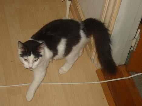 Huskat Yang - her kommer han billede 1