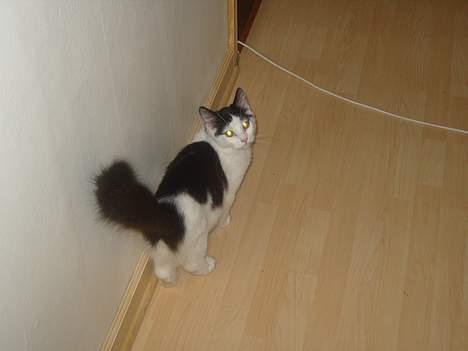 Huskat Yang - Jamen dav lille skat billede 2