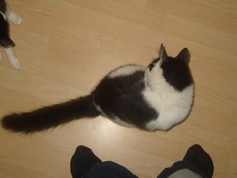 Huskat Yang - Vaske tid billede 3