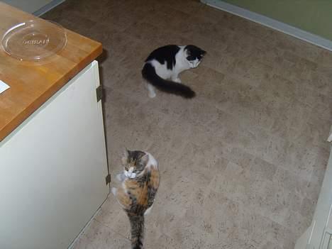 Huskat Yang - Perle og Yang billede 4