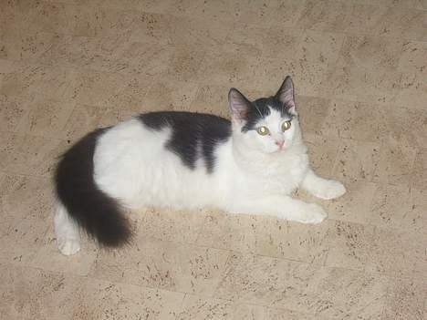 Huskat Yang - Slappe af tid, han er jo en doven kat billede 5