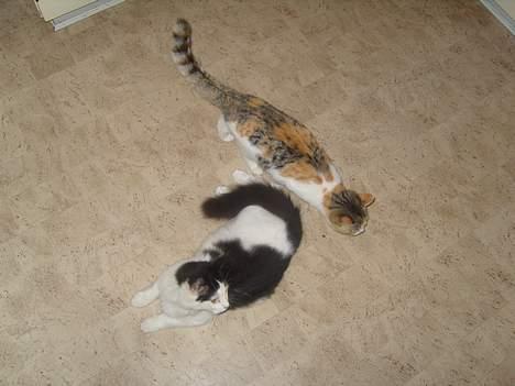 Huskat Yang - Yang og ´Perle billede 6