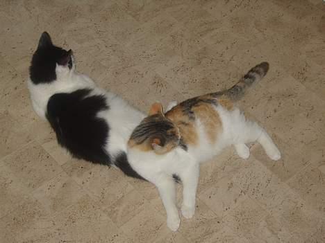 Huskat Yang - Yang og Perle billede 7