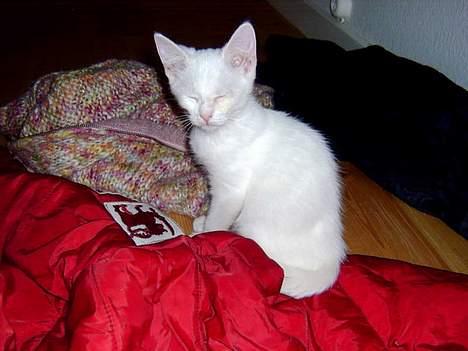 Huskat Uldtotten (Azizam) - Her sidder jeg og små sover mens mor tager billeder af mig. billede 19