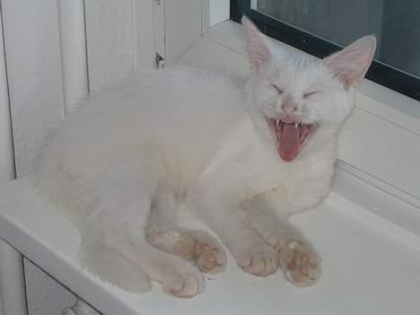 Huskat Uldtotten (Azizam) - ´Ha-ha-ha, hvor ser du sjov ud´, griner Uldtotten. billede 20